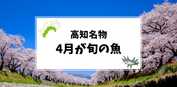 4月が旬の高知名物の魚