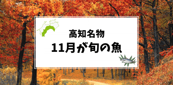 11月が旬の高知名物の魚