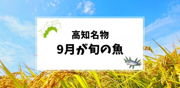 9月が旬の高知名物の魚